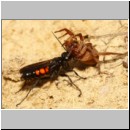 Anoplius viaticus - Wegwespe 41a 12mm - Halen - beim Eintrag einer Trochosa-Wolfsspinne.jpg